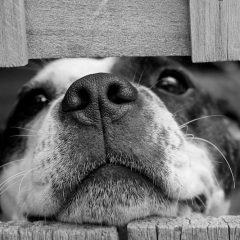 Køb den rigtige hundemad her