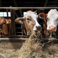 Hvad er fordelene ved at bruge biogas