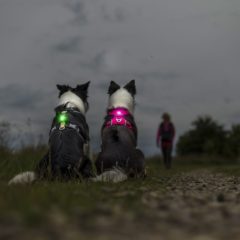 Få et smart og praktisk hundedækken til hunden