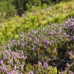 Tag hensyn til naturen i dagligdagen