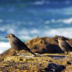 Sov fantastisk i en kontinentalseng