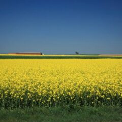 Præcisions Gødskning ? Hvad er det og hvorfor er det vigtigt?